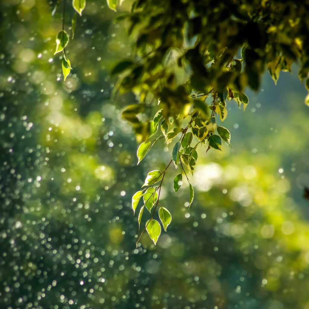 Photo of leaves in rain