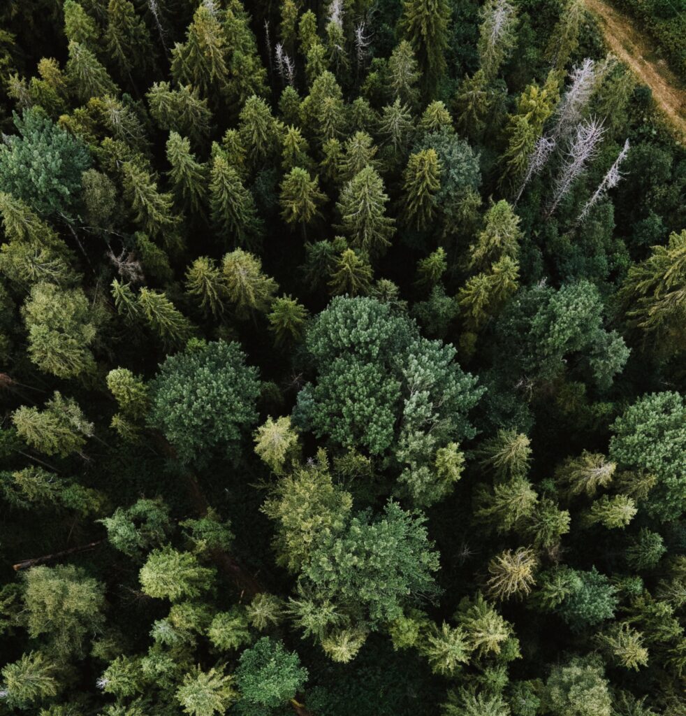 Aerial view of a dark green pine forest