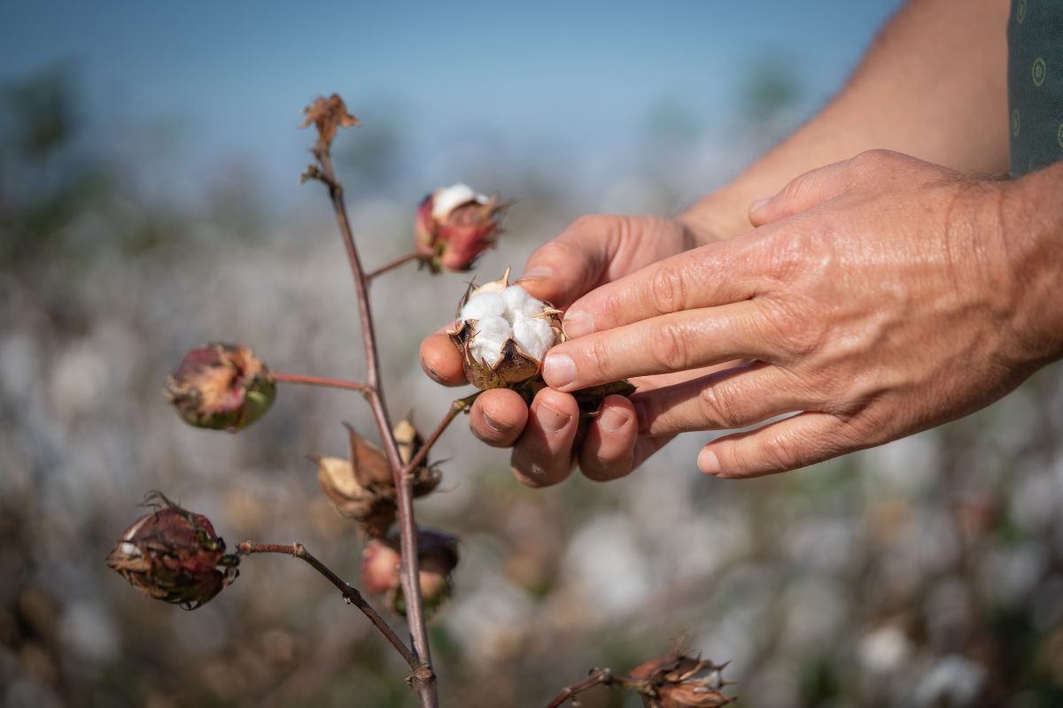 Photograph of a farmers hands showing a cotton bud