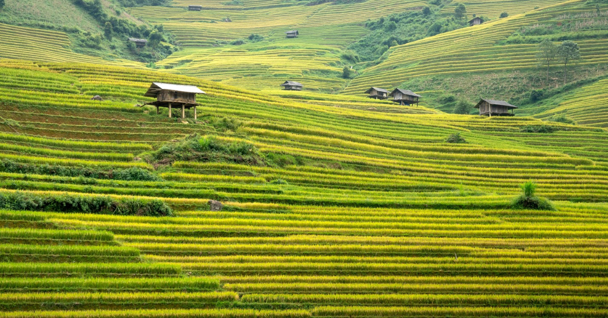 Vietnamese landscape; lush green rice fields